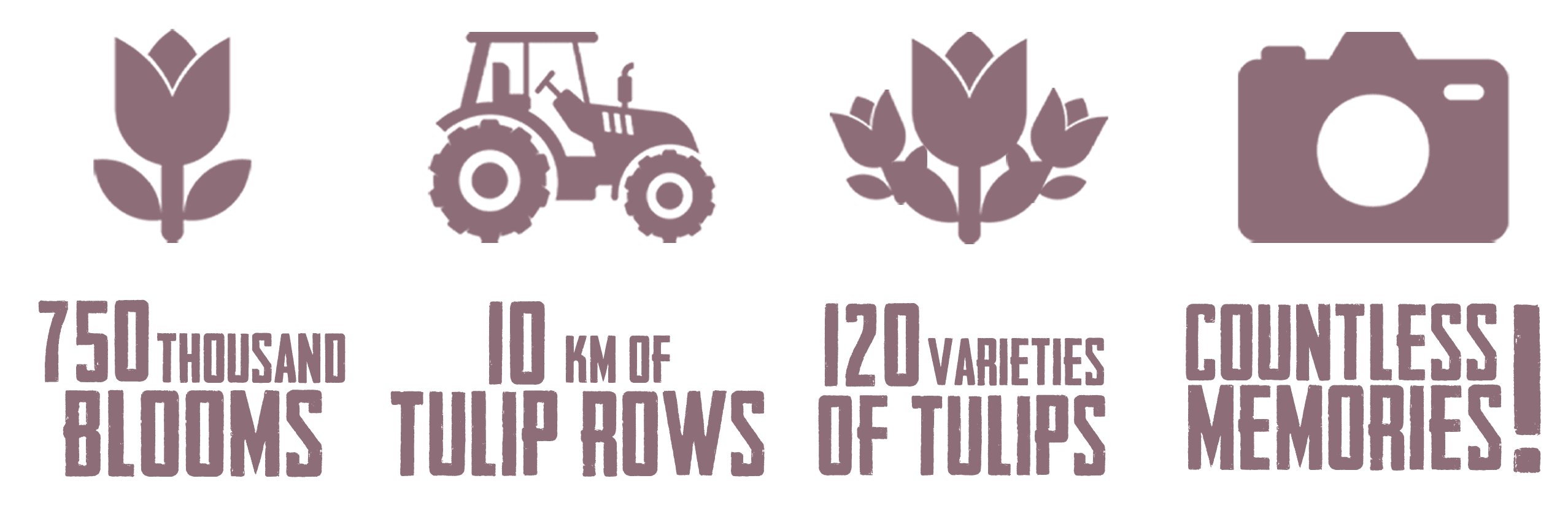 Stats about Tulip Fest